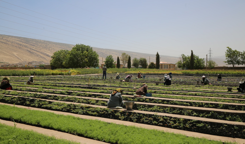 ایلام/ توسعه زراعت چوب، راهکاری مهم برای حفاظت از جنگل