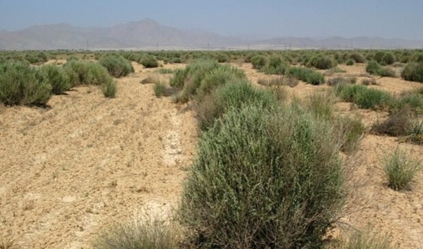  سمنان / 200 هکتار نهالکاری در بیابان‌های شهرستان آرادان انجام شد