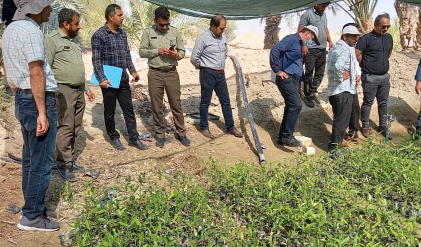 هرمزگان/ بازدید از پروژه تولید، کشت و حفاظت فیزیکی نهال حرا در خورها و سواحل بندرلنگه
