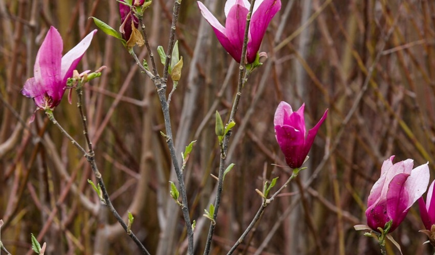 سهم کردستان از نهضت تولید نهال چهار میلیون اصله است