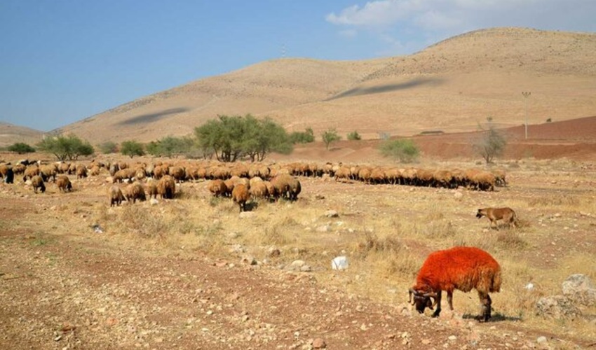 جنوب کرمان/ احاله مدیریت بیش از ۱۷۰۰ هکتار مرتع در جیرفت به مجریان