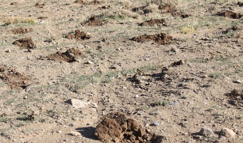 مرکزی/انجام کپه کاری و بذر کاری در ۶۵ هکتار از مراتع شهرستان شازند 