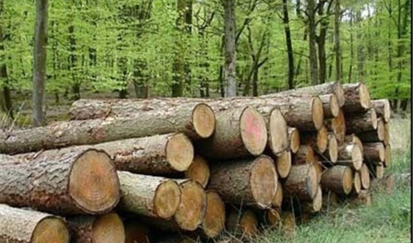 فارس/ اختصاص بخشی از اراضی مستعد فارس‌به زراعت چوب