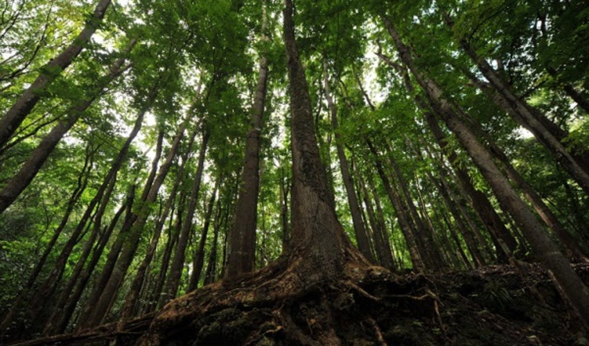 آغاز برنامه ارزیابی منابع جنگلی جهان 2025