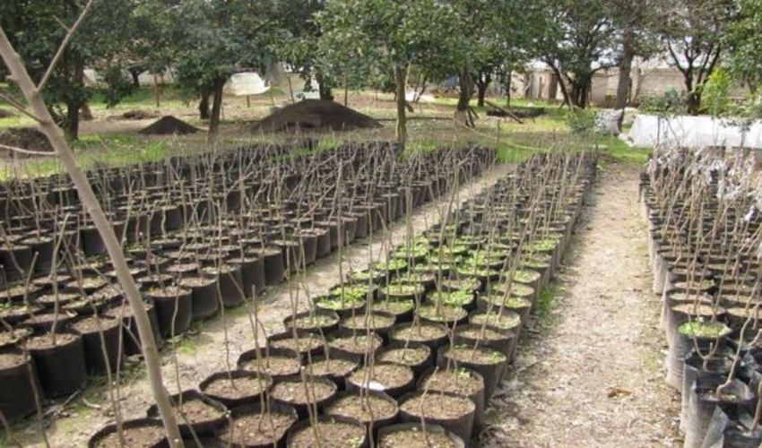 ایلام/ایجاد ایستگاه تولید نهال گونه‌های بیابانی در دو شهرستان مهران و دهلران