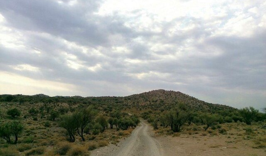 خراسان جنوبی/ اعتباراتی برای توسعه جنگل در میانه بیابان