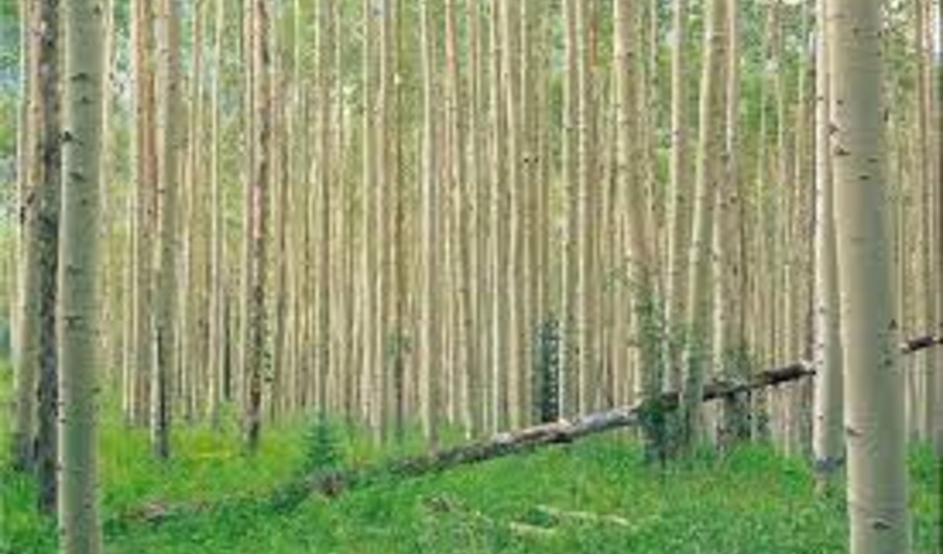 زراعت چوب در 674 هکتار اراضی مستعد فارس