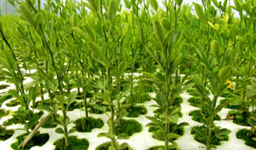 تولید سالانه 6 میلیون اصله نهال در نهالستان های اداره کل منابع طبیعی و آبخیزداری مازندارن-ساری