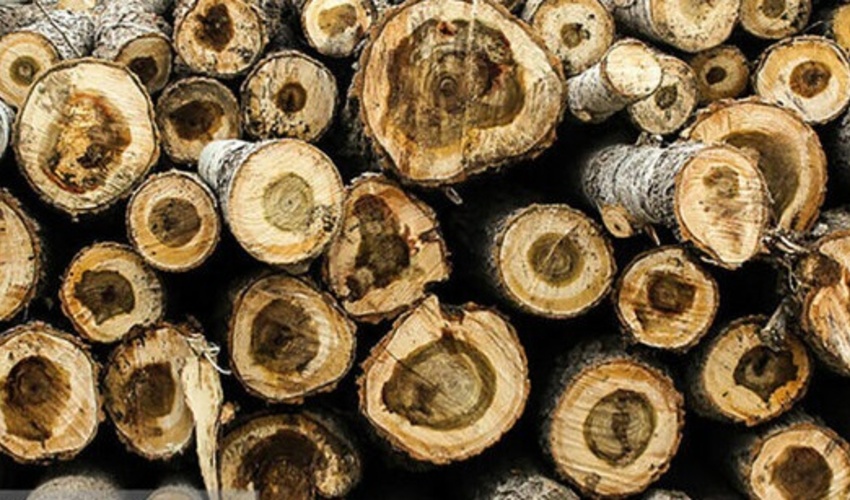 110 اصله الوار قاچاق جنگلی در استان اردبیل کشف شد