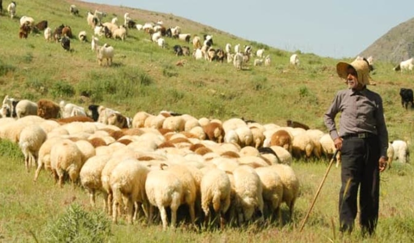 پیش‌بینی اصلاح و احیای ۱۰۱ هزار هکتار اراضی مرتعی کشور