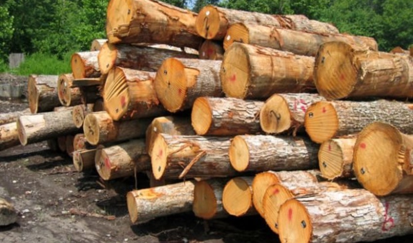 عدم صدور مجوزهای کاغذی برای جلوگیری از جعل مجوزهای حمل چوب