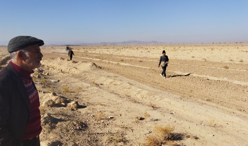 یزد/ ایجاد مزرعه الگویی کشت خاکشیر در طرح ترسیب کربن