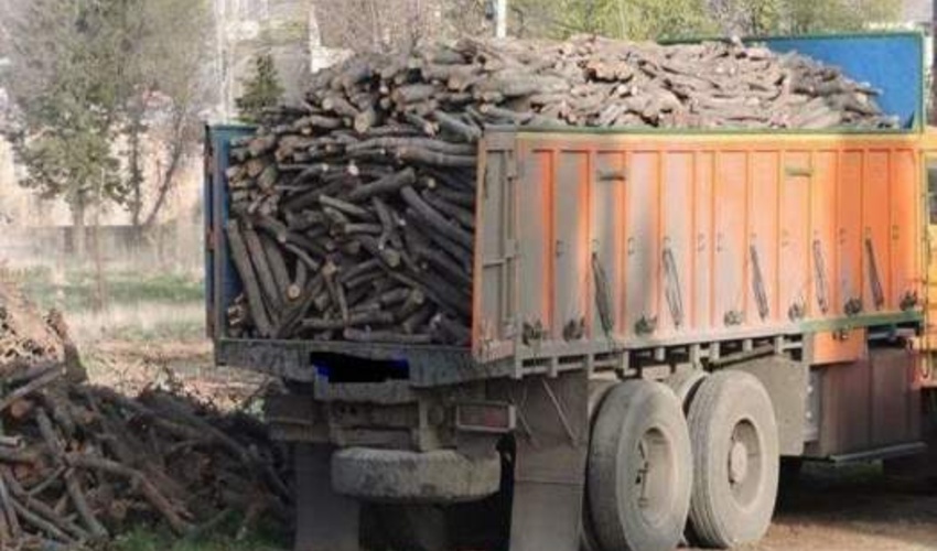 سمنان/ باند قاچاق چوب درشهرستان شاهرود متلاشی شد/ کشف ۸ تن چوب تاغ