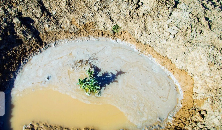 اصفهان/ 2700 هکتار مدیریت جنگل دست کاشت در اصفهان اجرا شد