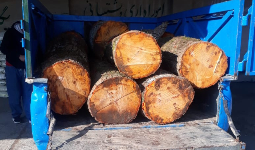 قاچاقچی حرفه ای چوب در نوشهر دستگیر شد