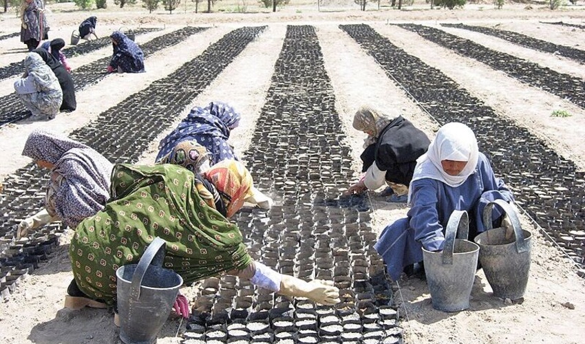 سایه روشن های طرح نهضت جهادی تولید و کاشت یک میلیارد نهال در کشور