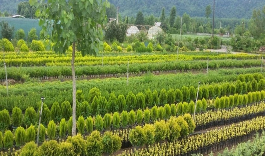 ساری/توزیع بیش از ۳ میلیون اصله نهال از هفته آینده در مازندران