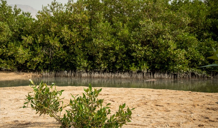 هرمزگان/ کاشت ۱۰۰ هزار اصله نهال حرا در تالاب‌های میناب آغاز شد