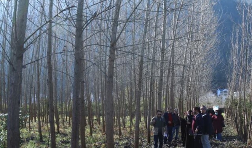 نوشهر/زراعت چوب در ۱۲۰ هکتار اراضی غرب مازندران