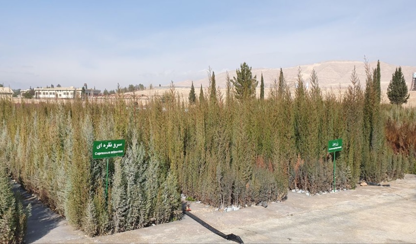 فارس/ ظرفیت سه برابری تولید نهال در نهالستان های استان فارس