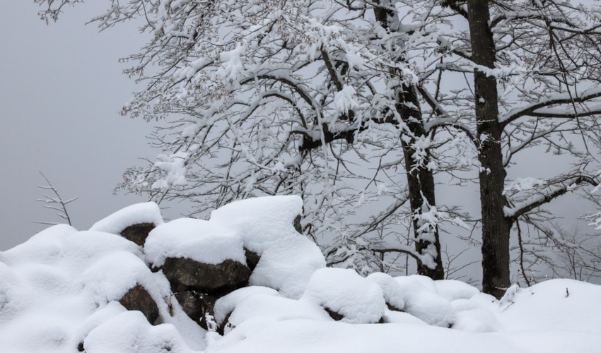 هیچ درخت سالمی نشانه گذاری و قطع نخواهد شد/ نشانه گذاری درخت سالم تخلف محسوب می شود