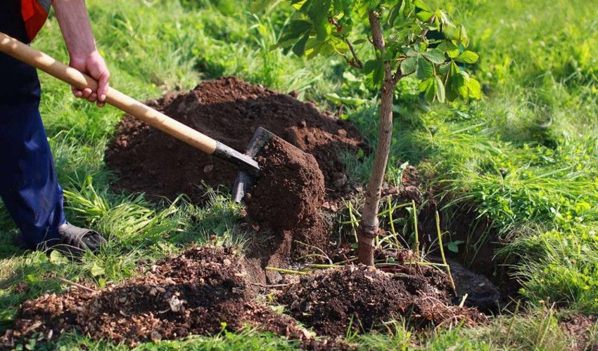 بذرکاری و نهال کاری در ۸۰ هکتار از اراضی ملی خراسان شمالی انجام شد