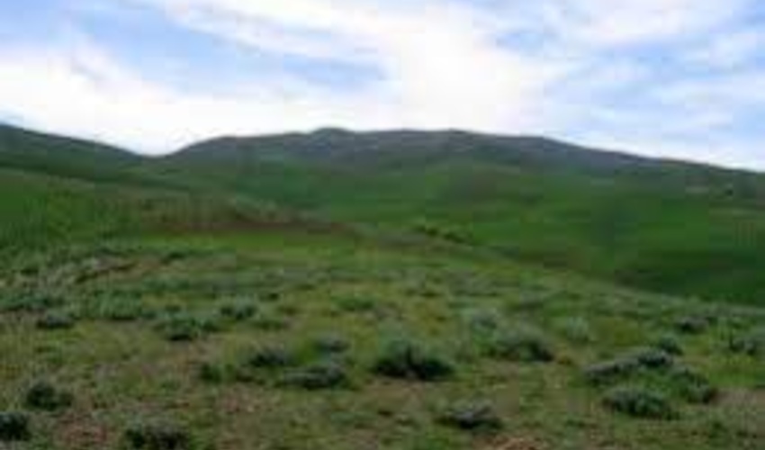 تبدیل ۵۰۰ هزار هکتار دیمزار به کشت گونه‌های مرتعی ظرف ۵ سال