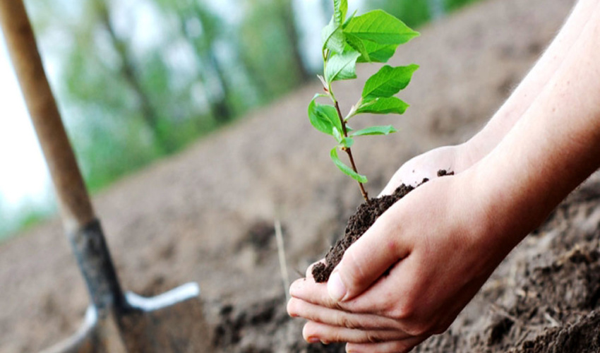 منابع طبیعی؛ مصمم تر از همیشه در تولید و کاشت یک میلیارد نهال در کشور    