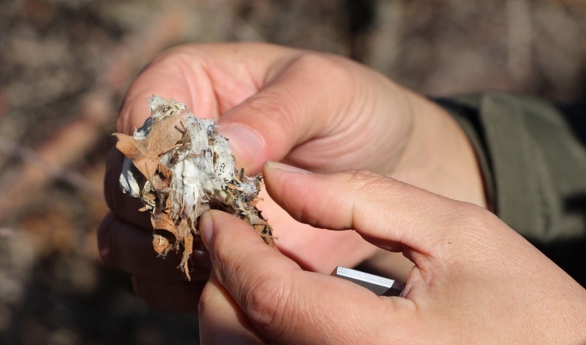 آذربایجان شرقی/پایش آفات در ۵۳ هزار و ۲۶۸ هکتار از جنگل‌های ارسباران/ طغیان آفات در جنگل‌های کلیبر و هوراند کنترل شد