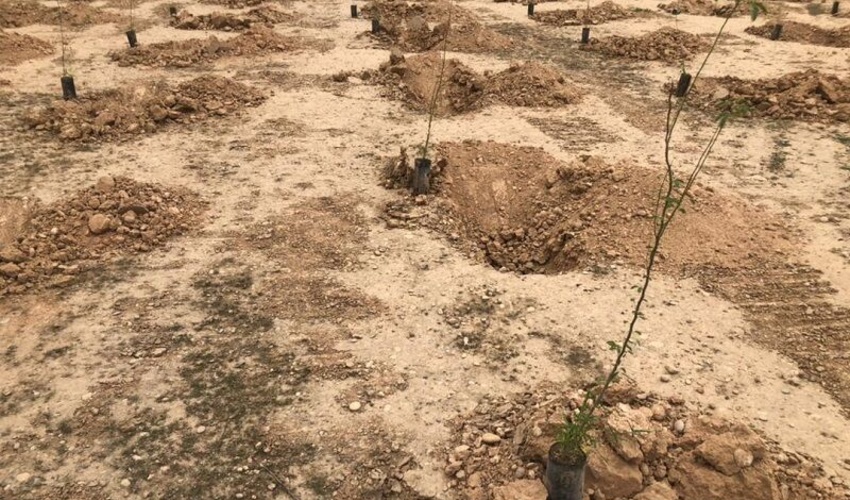 آغاز حمایت‌های مالی صنایع از طرح مردمی کاشت یک میلیارد درخت