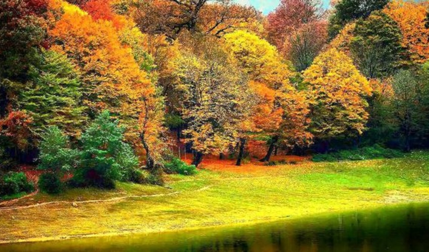 سایه روشن های طرح جایگزین مدیریت پایدار جنگل ها از زبان رییس سازمان منابع طبیعی!