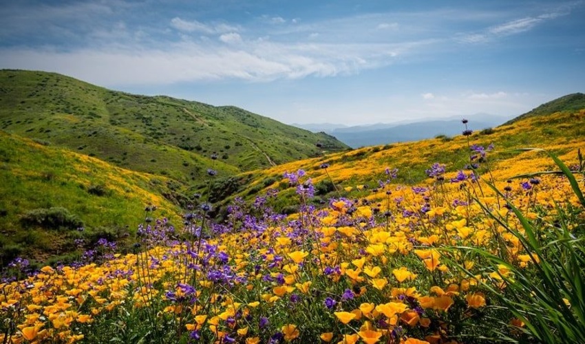 وجود دوسوم گونه های گیاهی اروپا در مراتع ایران