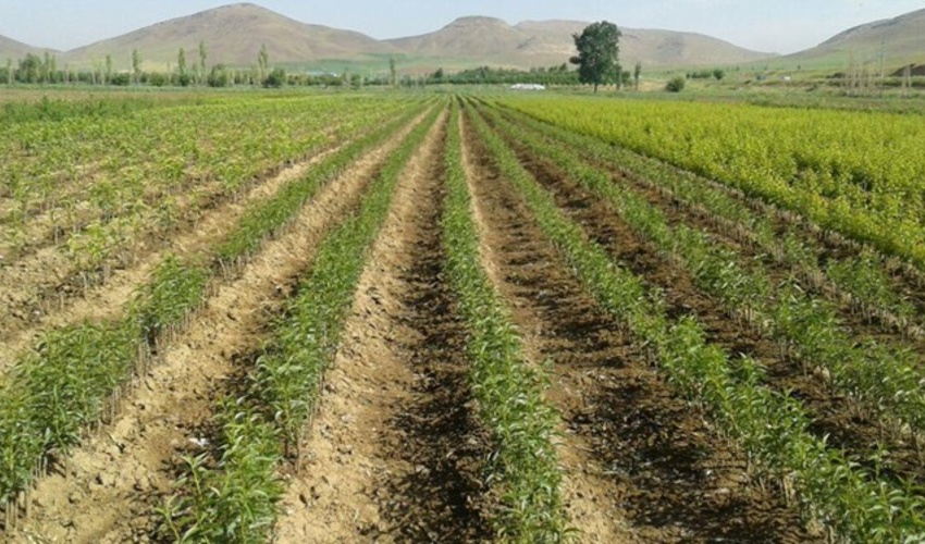 پیش بینی تولید یک میلیون نهال در نهالستانهای خراسان جنوبی