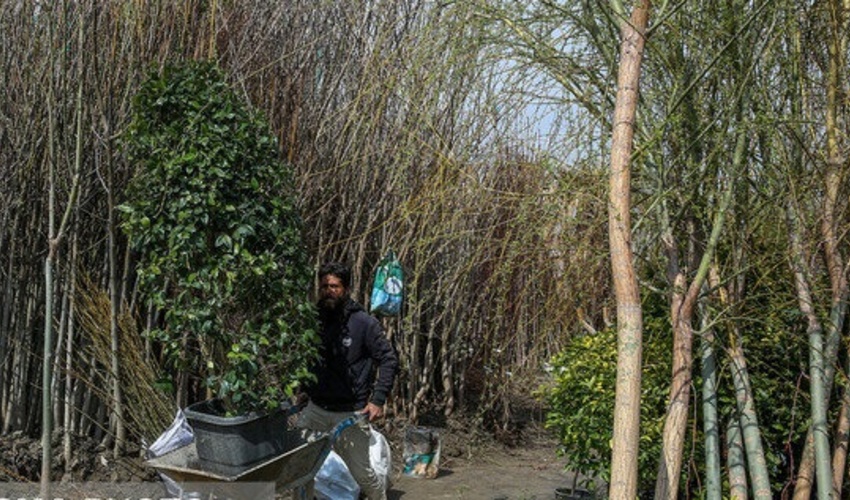 سمنان/ تولید ۸۰۰ هزار اصله نهال در شهرستان شاهرود آغاز شد