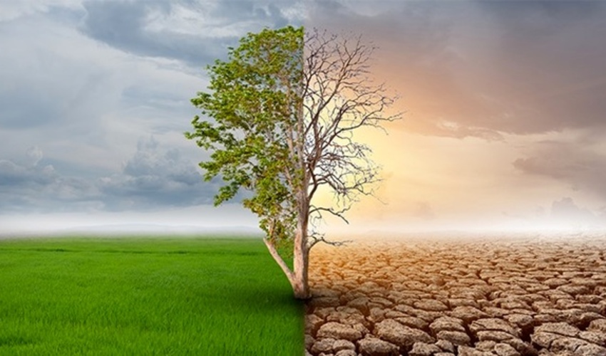 تحقق کاشت یک میلیارد درخت در ایران، مشروط به حمایت اجتماعی و مالی بنگاه‌های اقتصادی است