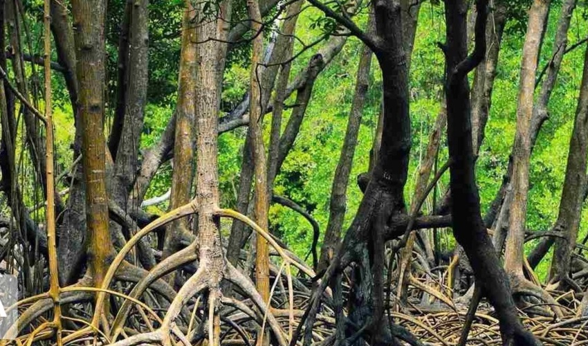 ایجاد ۵۱ هزار هکتار جنگل دست کاشت در هرمزگان