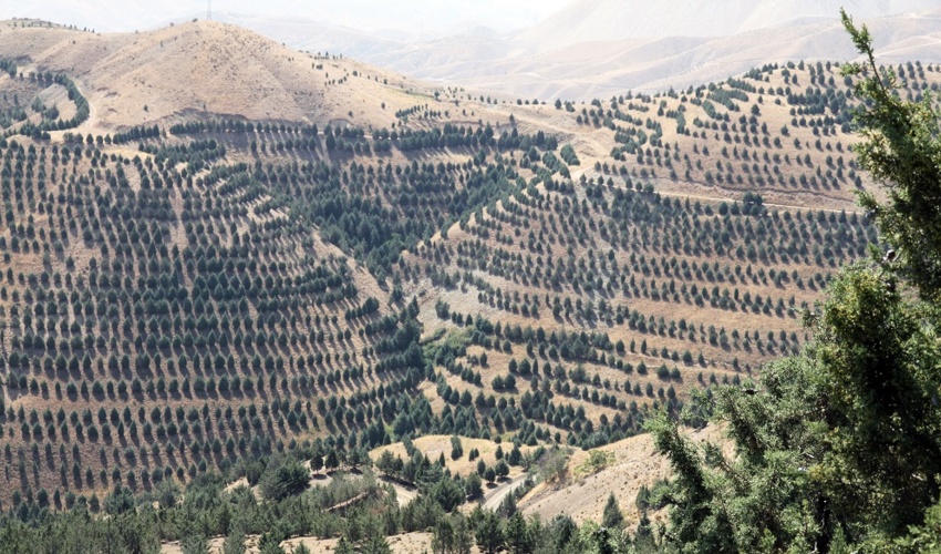 تولید سالانه ۴ میلیون تن اکسیژن و جذب ۱۷۰ میلیون تن گرد و غبار با کاشت یک میلیارد درخت