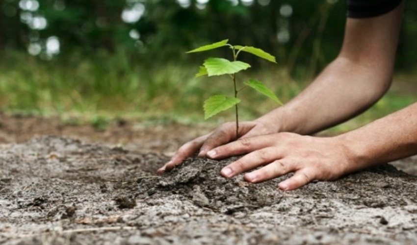 غرس ۳۰۰ هزار نهال از مناطق گرمسیری تا مناطق سردسیری استان کرمانشاه