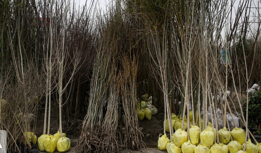 یک میلیون اصله نهال در گیلان برای توزیع رایگان آماده شد