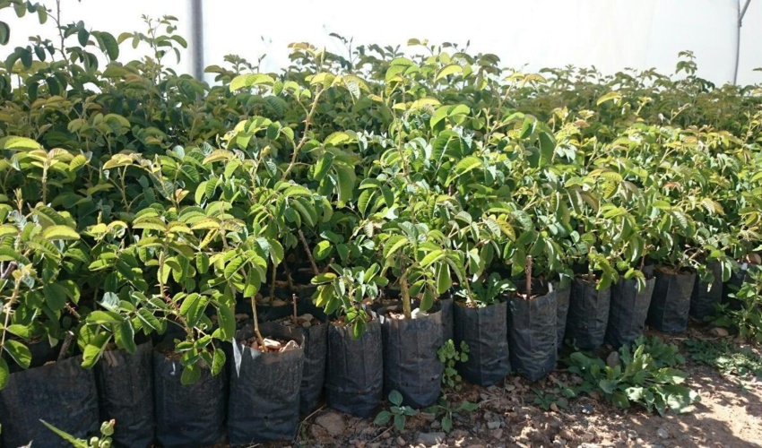 کاشت 16 میلیون اصله نهال در عرصه‌های منابع طبیعی جنوب کرمان