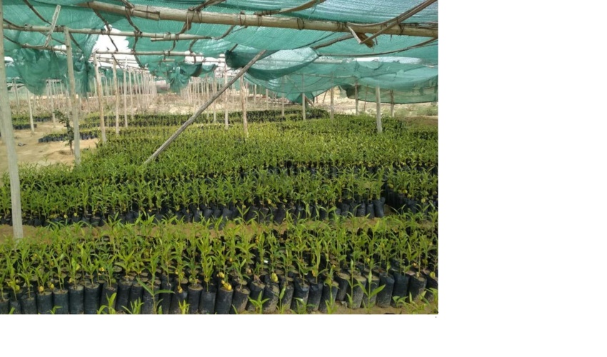  سیستان و بلوچستان/ توزیع ۱۲۶ هزار اصله نهال به مناسبت هفته منابع طبیعی