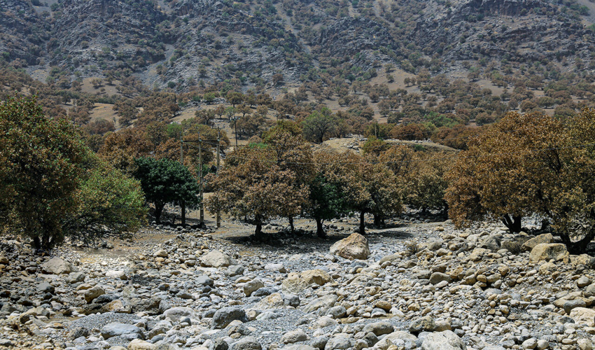 چهار محال/جلوگیری از زوال جنگل‌های زاگرس نیازمند یک نسخه واحد علمی است