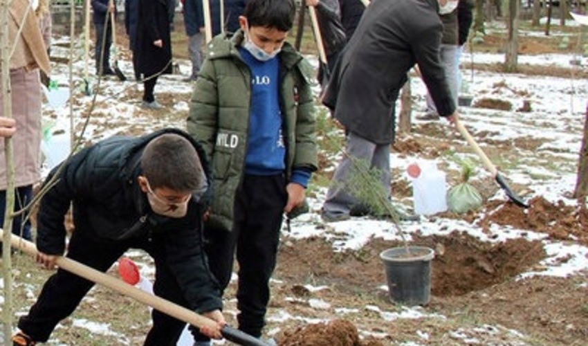 استان زنجان موظف به کاشت سالانه 3 میلیون درخت است