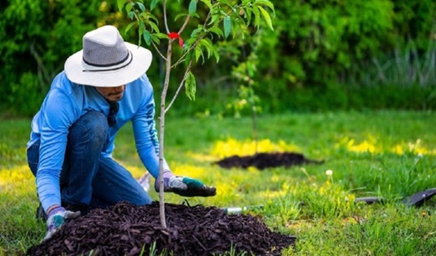 فارس/یک میلیون درخت در لارستان تولید و غرس می‌شود