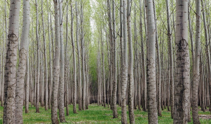 زراعت چوب در ۱۵۰۰ هکتار دیگر از اراضی آذربایجان غربی