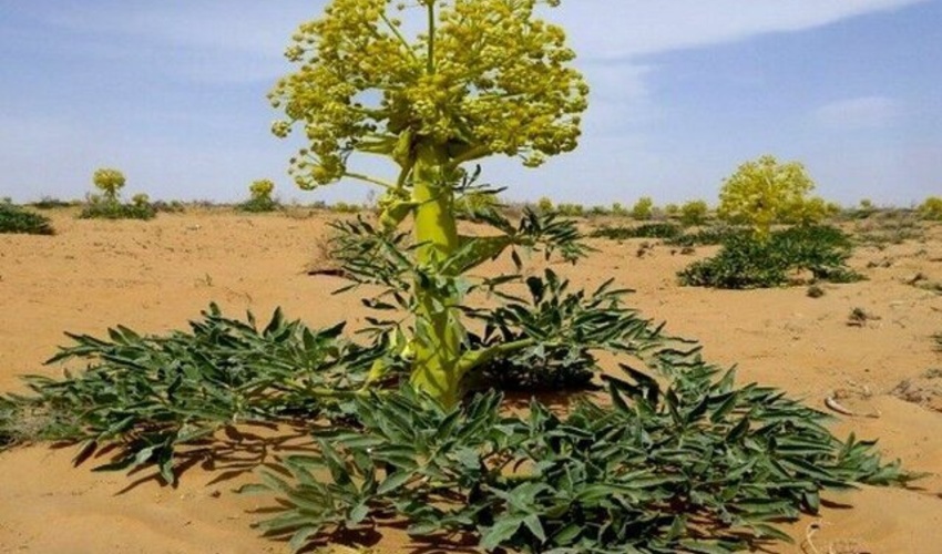 درآمد 30 میلیارد تومانی برداشت گیاهان دارویی در خراسان جنوبی