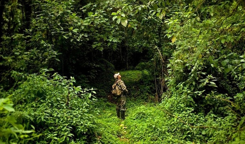 تعداد نیروهای جنگلبانی ایران ۱۴ درصد استاندارد جهانی است/ هر ۲۶ هزار هکتار یک جنگلبان داریم
