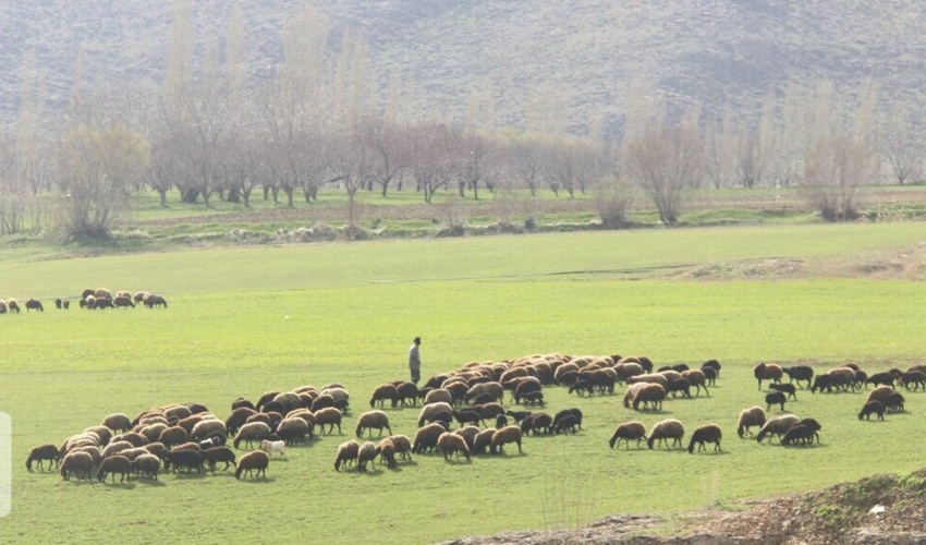 کردستان/ 522 هزار هکتار از مراتع کردستان احاله مدیریت شد