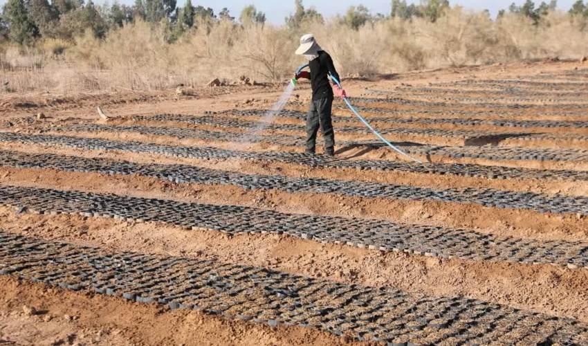 تولید و کاشت 3 و نیم میلیون نهال در استان یزد
