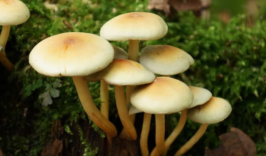 خطر مسمومیت مرگبار با برداشت و مصرف "قارچ‌های سمی" از عرصه‌های منابع طبیعی